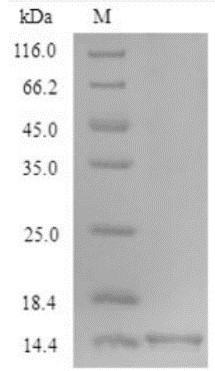 OCM-1.jpg