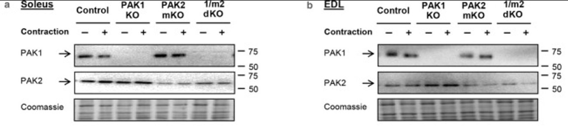 PAK2-3.jpg