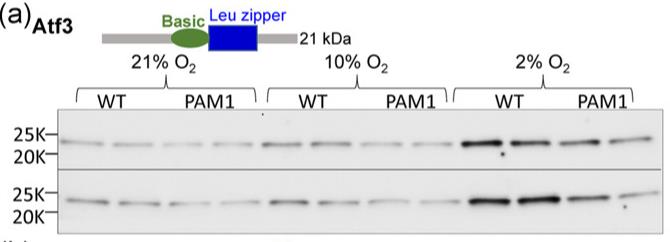 PAM-2.jpg