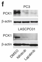 PCK1-2.jpg