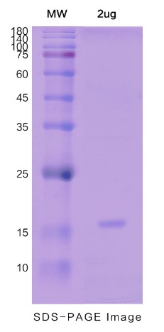 PDCD4-1.jpg
