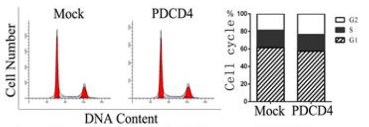 PDCD4-4.jpg