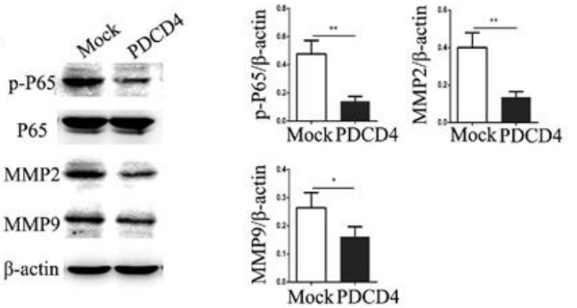 PDCD4-5.jpg