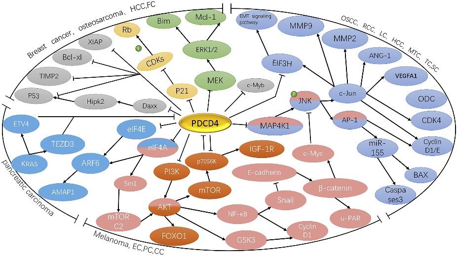 PDCD4-7.jpg