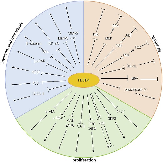 PDCD4-8.jpg
