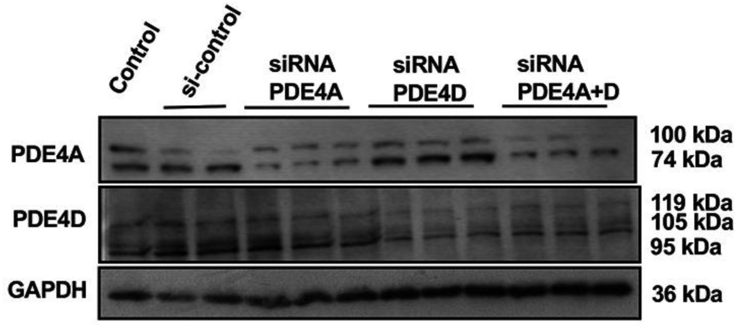 PDE4A-3.jpg