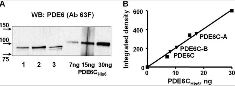 PDE6C-3.jpg