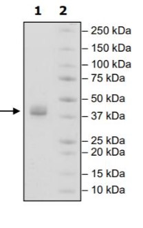 PDPN-1.jpg
