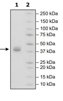 PDPN-1.jpg