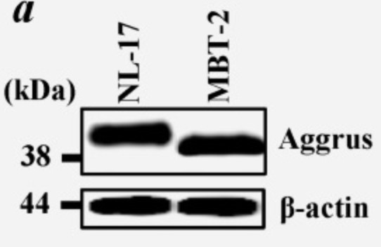 PDPN-5.jpg