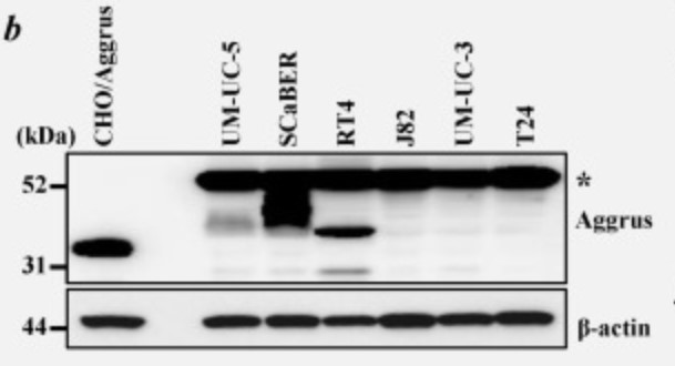 PDPN-6.jpg