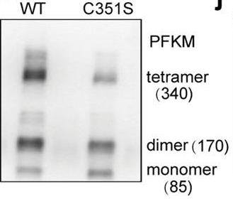 PFKM-4.jpg
