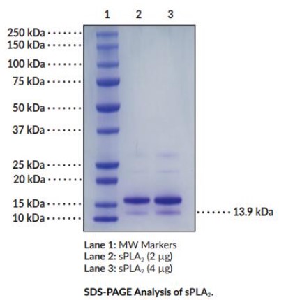 PLA2G-1.jpg