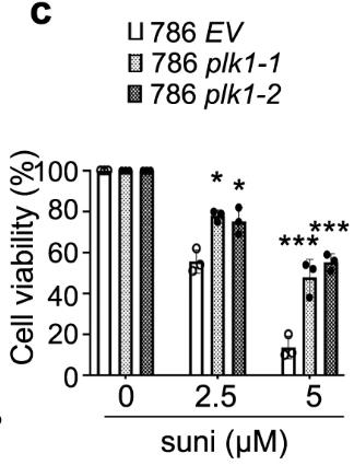 PLK1-2.jpg