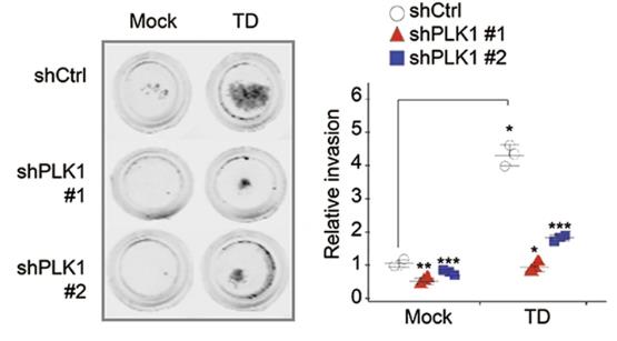 PLK1-4.jpg