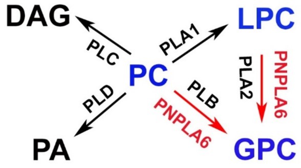 PNPLA6-6.jpg