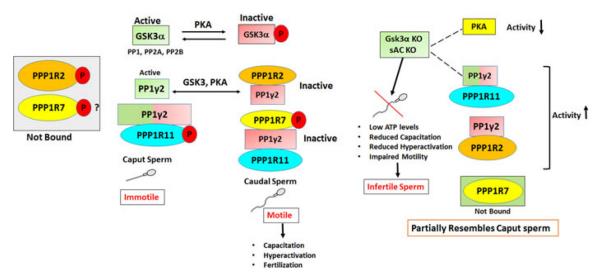 PPP1R2-5.jpg