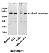 PREP-4.jpg