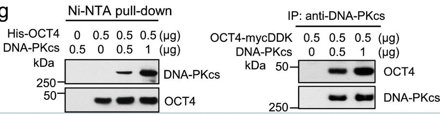 PRKDC-2.jpg