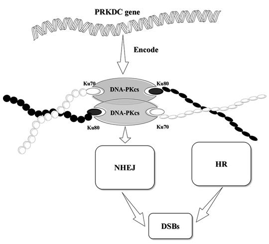 PRKDC-7.jpg