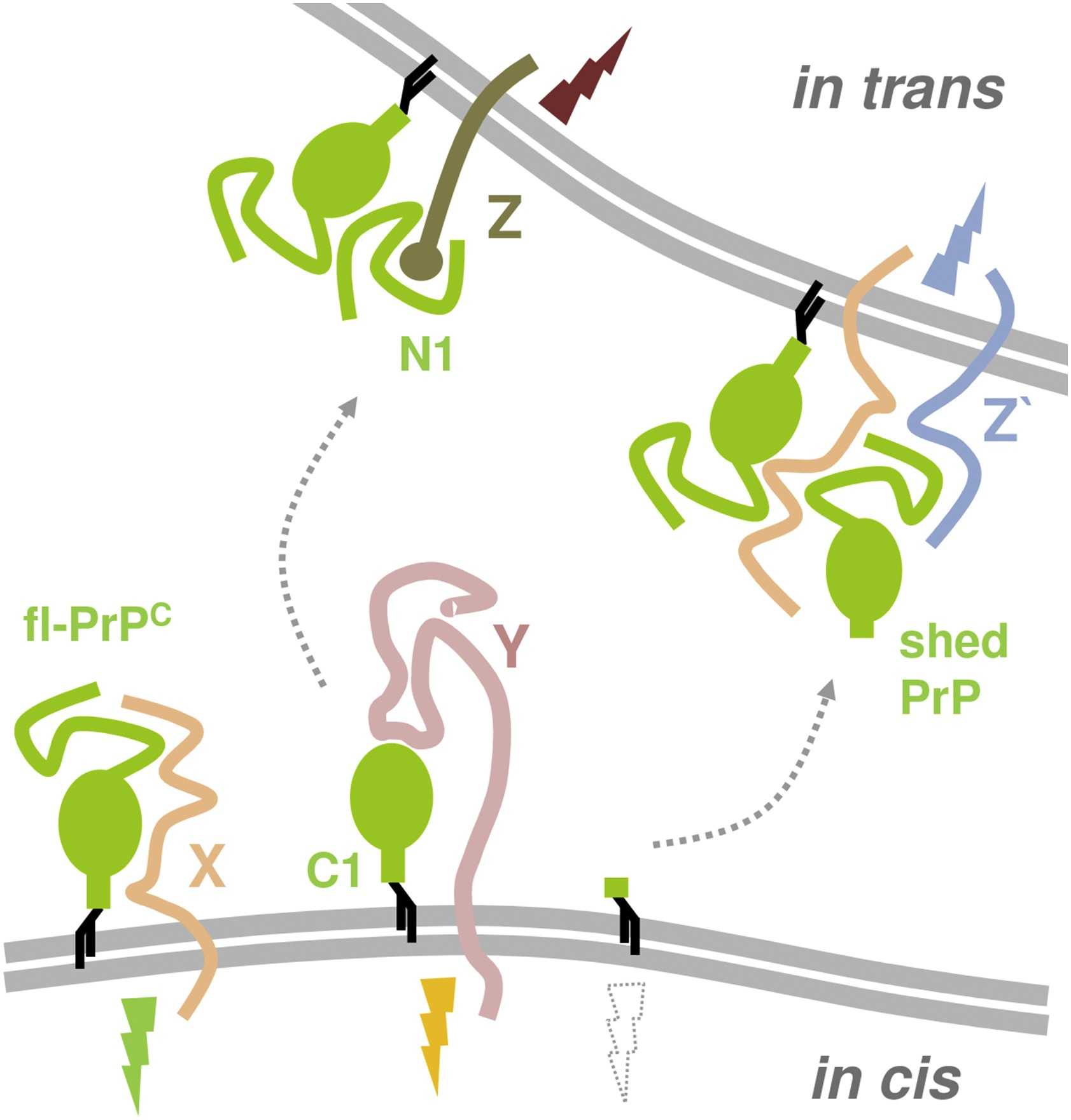 PRNP-5.jpg