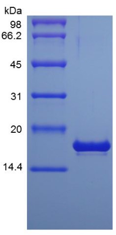 PTN-1.jpg