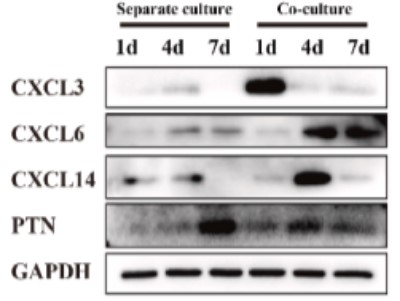 PTN-3.jpg