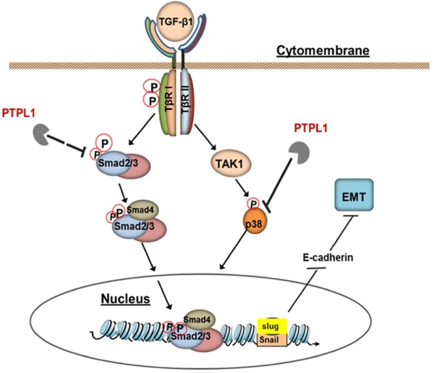 PTPN13-7.jpg