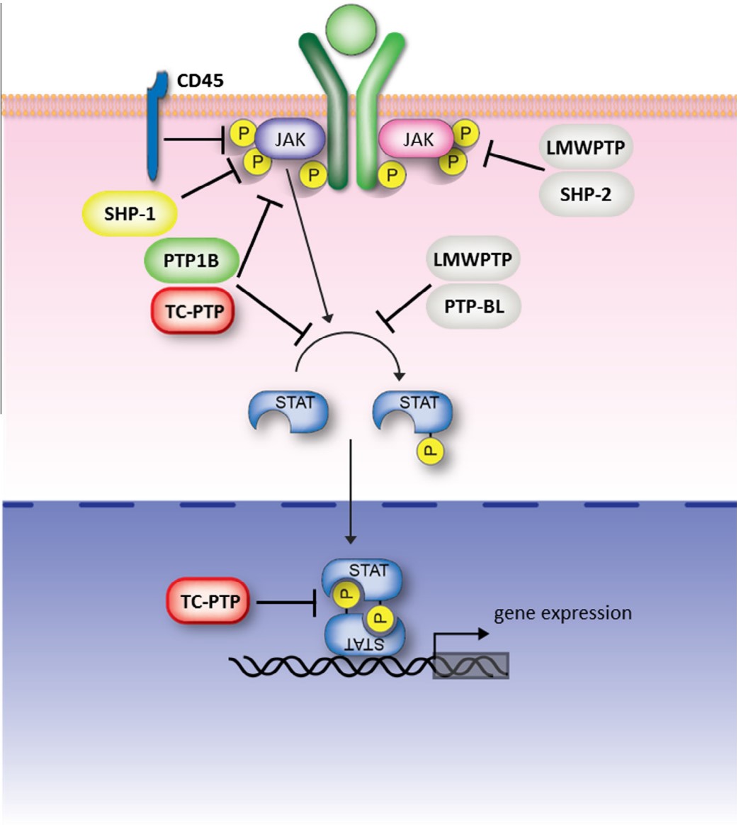 PTPN2-7.jpg