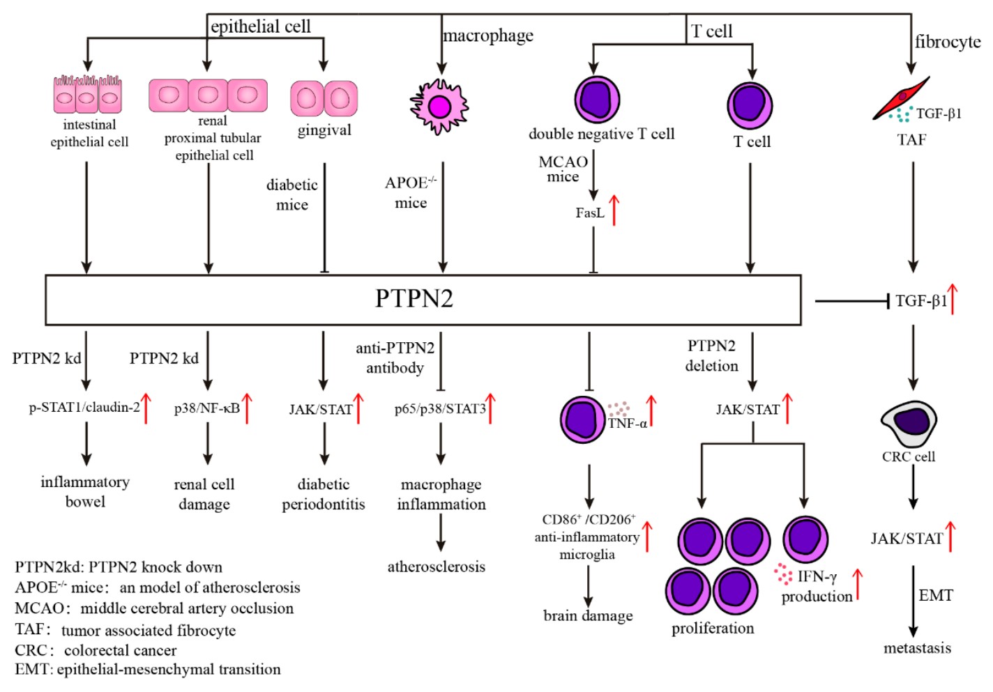 PTPN2-9.jpg