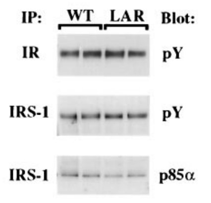 PTPRF-5.jpg