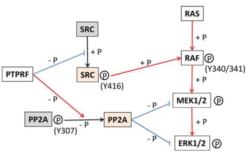 PTPRF-8.jpg