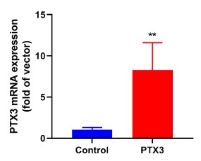 PTX3-3.jpg