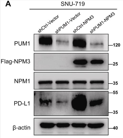 PUM1-4.jpg