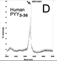PYY-3.jpg