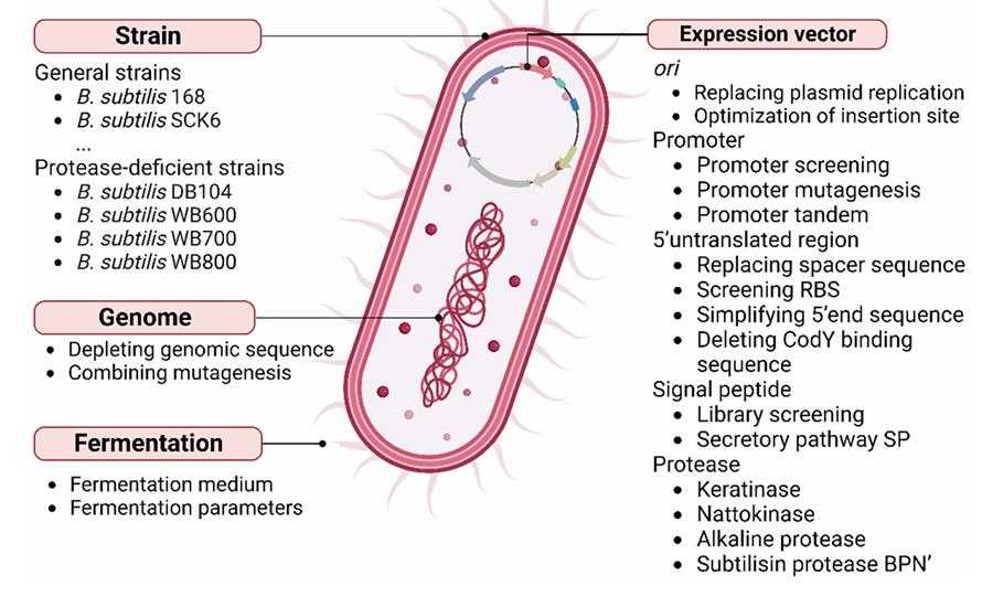 Protease-92-5.jpg