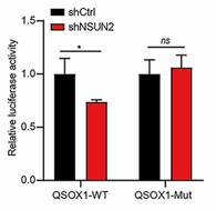 QSOX1-1.jpg