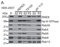 RAB13-4.jpg