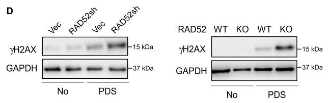 RAD52-3.jpg