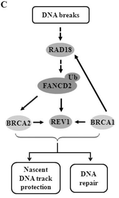 REV1-7.jpg