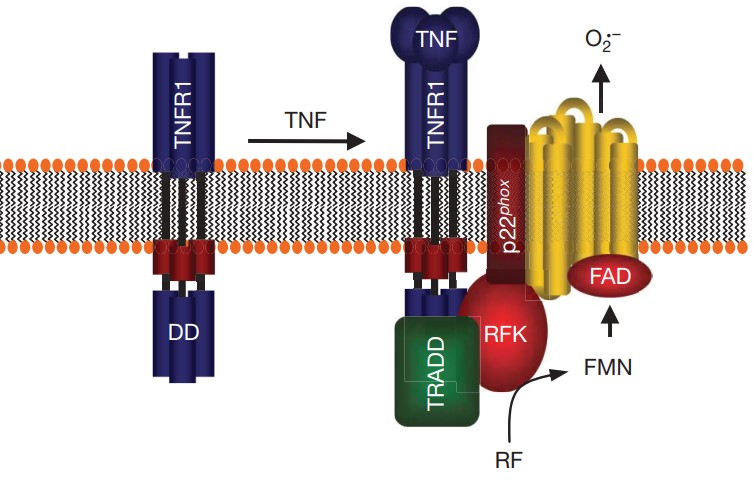 RFK-5.jpg