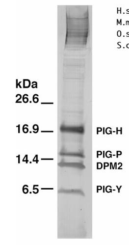 RFL299MF-1.jpg