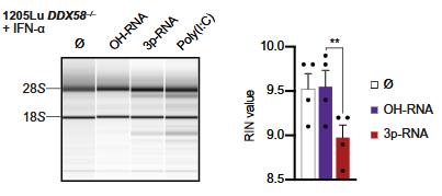 RNASEL-1.jpg