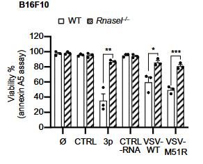 RNASEL-2.jpg