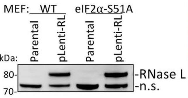 RNASEL-4.jpg