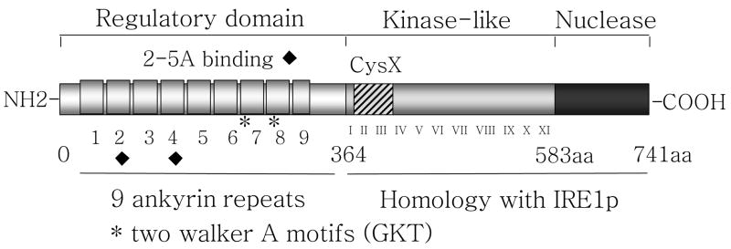 RNASEL-7.jpg