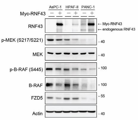 RNF43-2858H-1.jpg