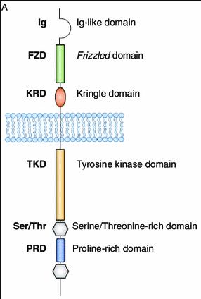 ROR1-7.jpg