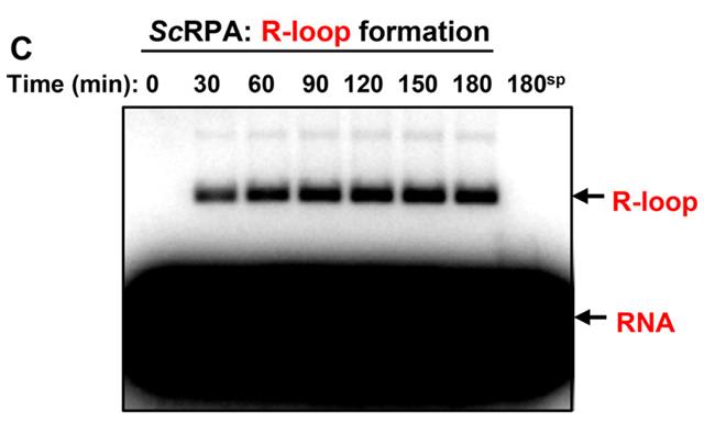 RPA-1536H-2.jpg