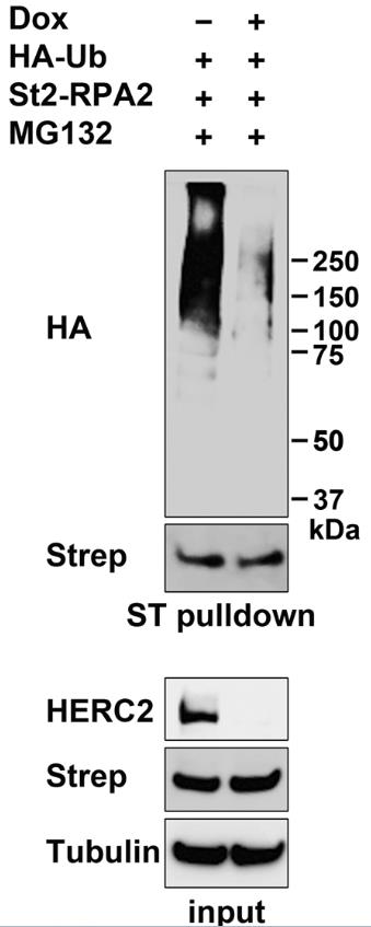 RPA2-2.jpg